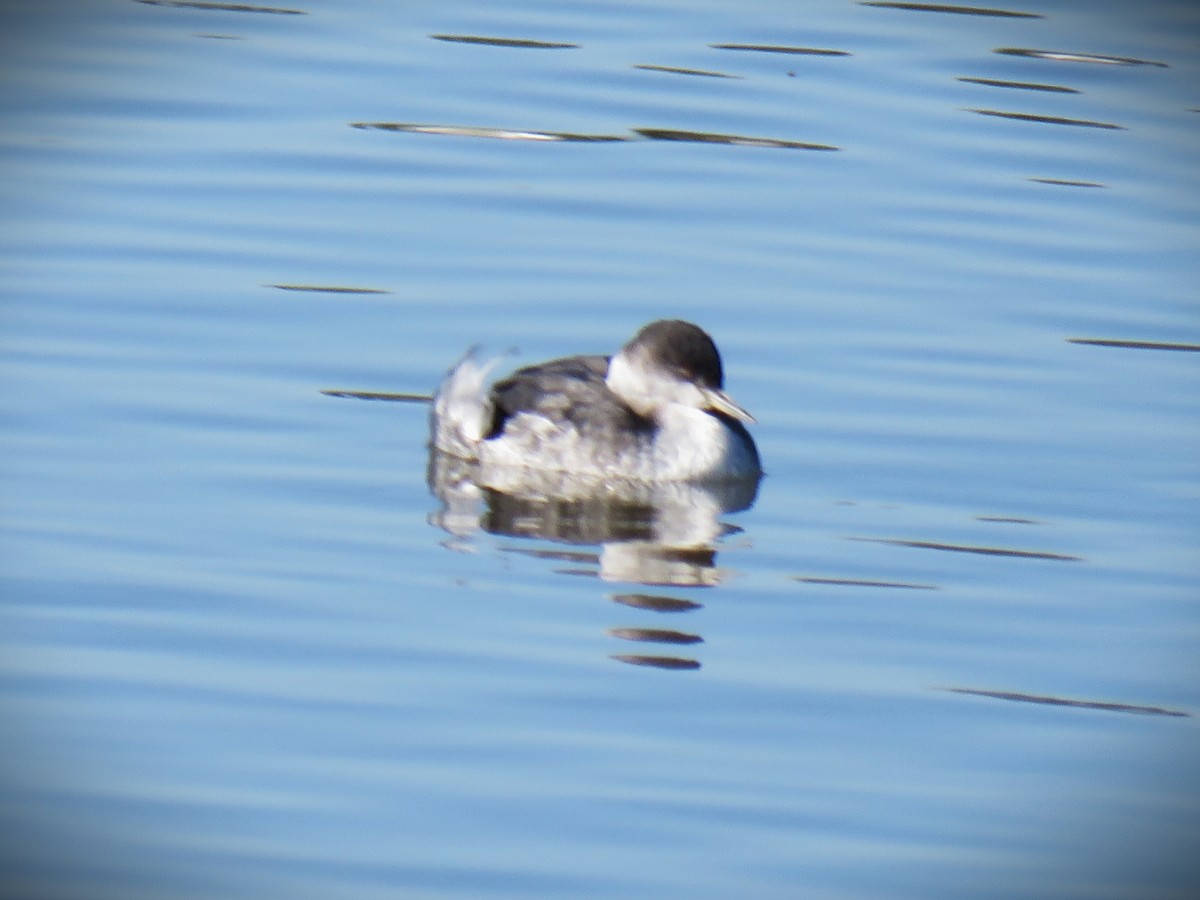 Eared Grebe - ML645751417