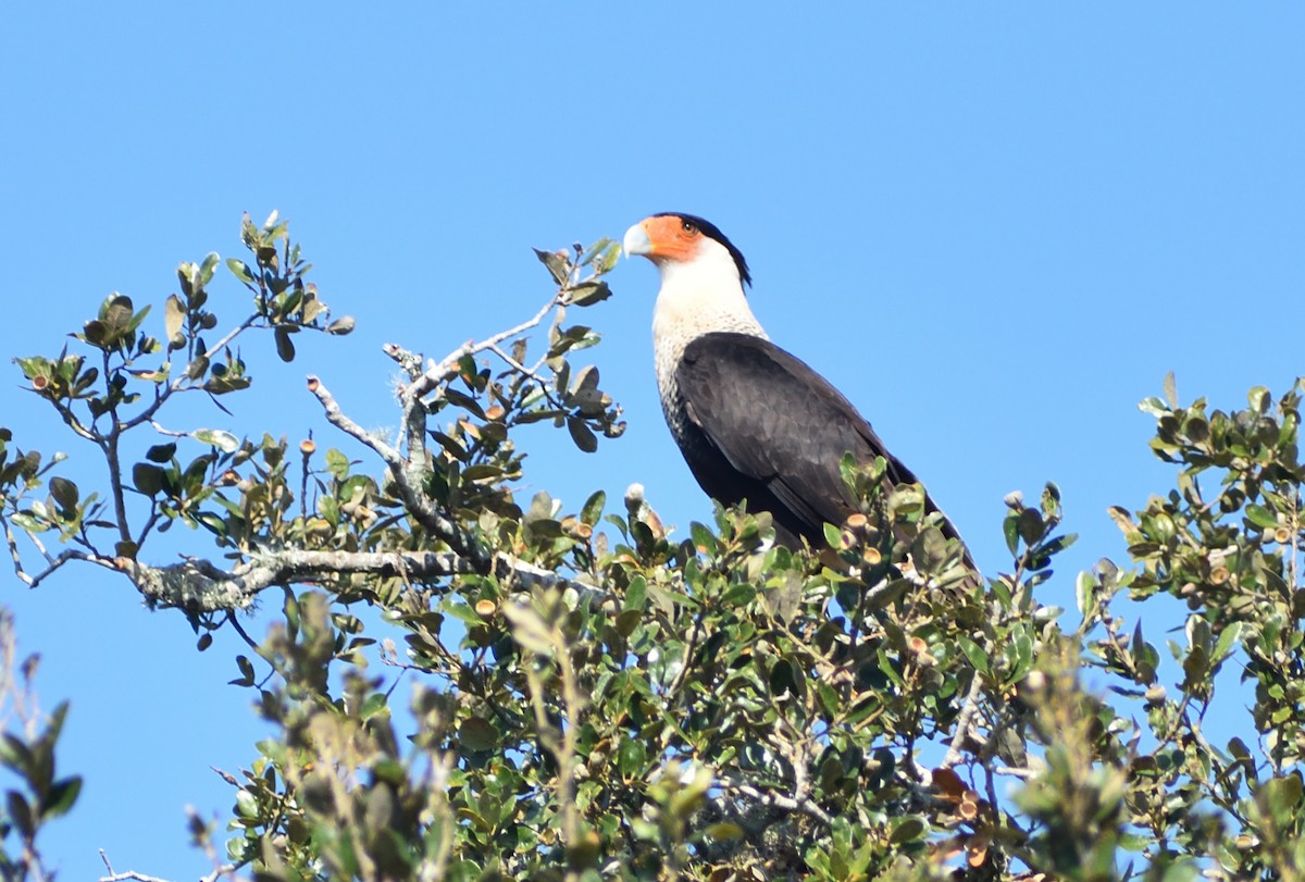 Crested Caracara - ML645751418