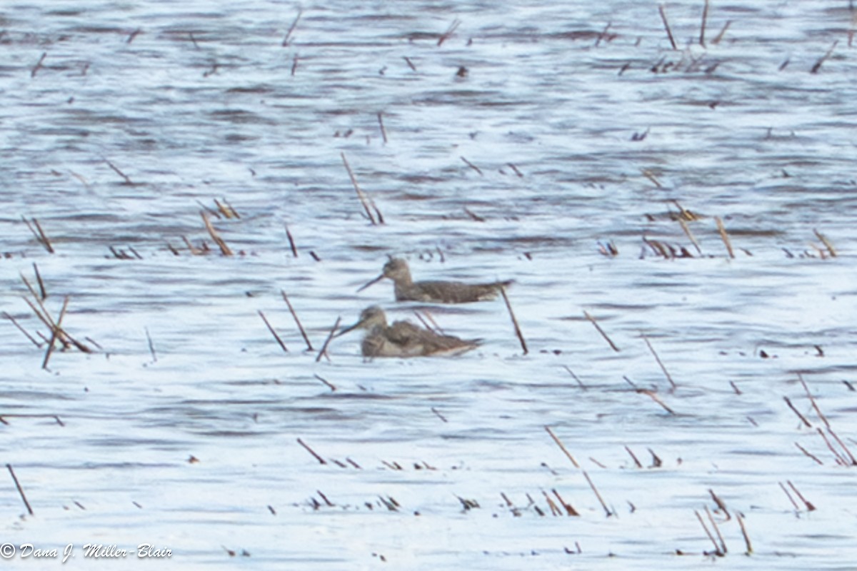 phalarope sp. - ML645751420