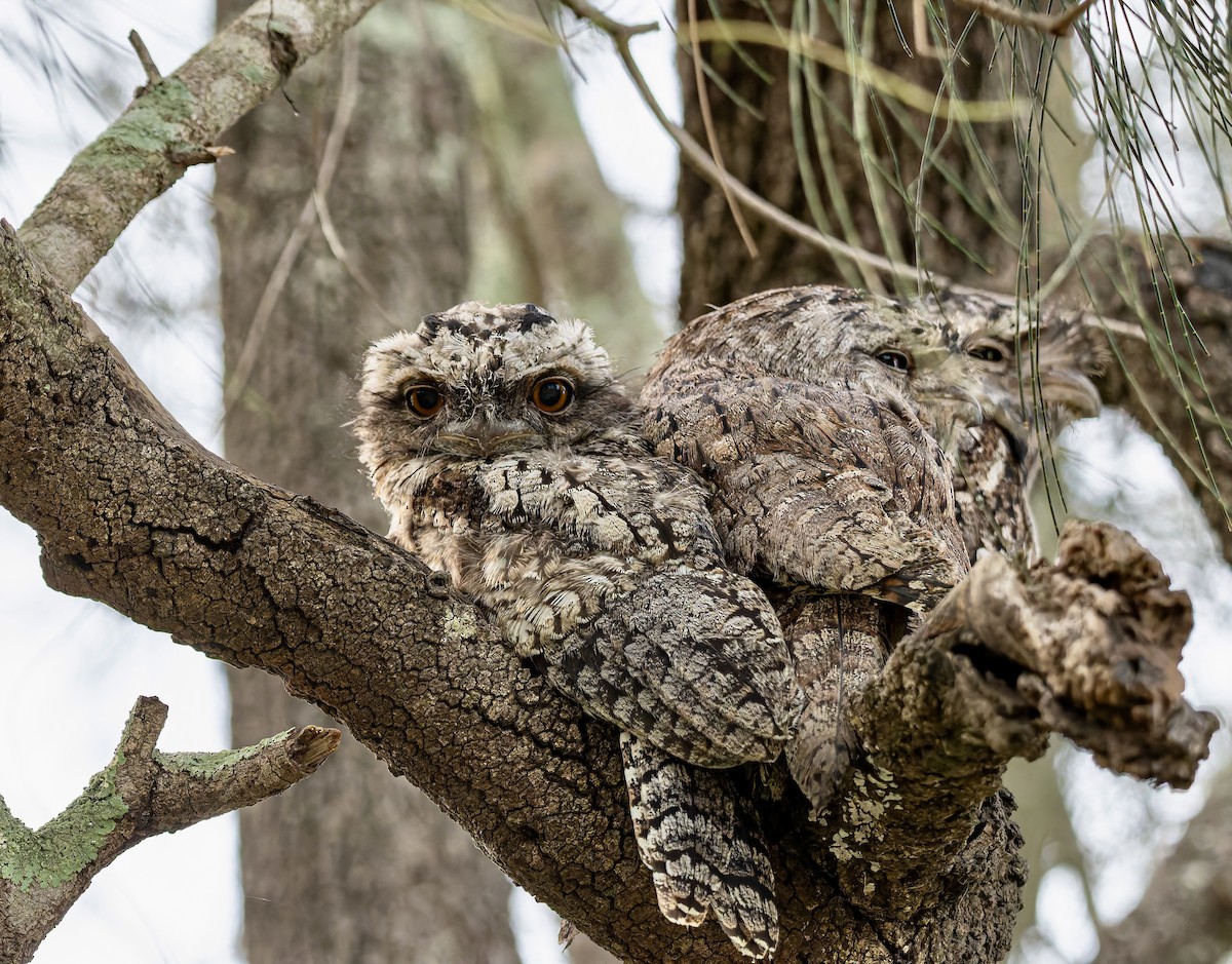 Tawny Frogmouth - ML645751421
