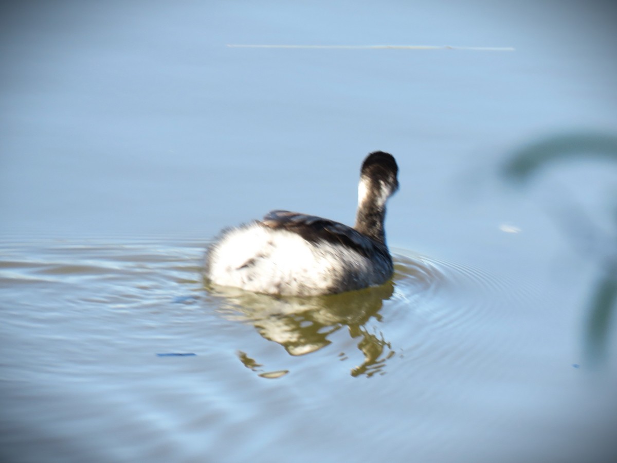 Eared Grebe - ML645751422