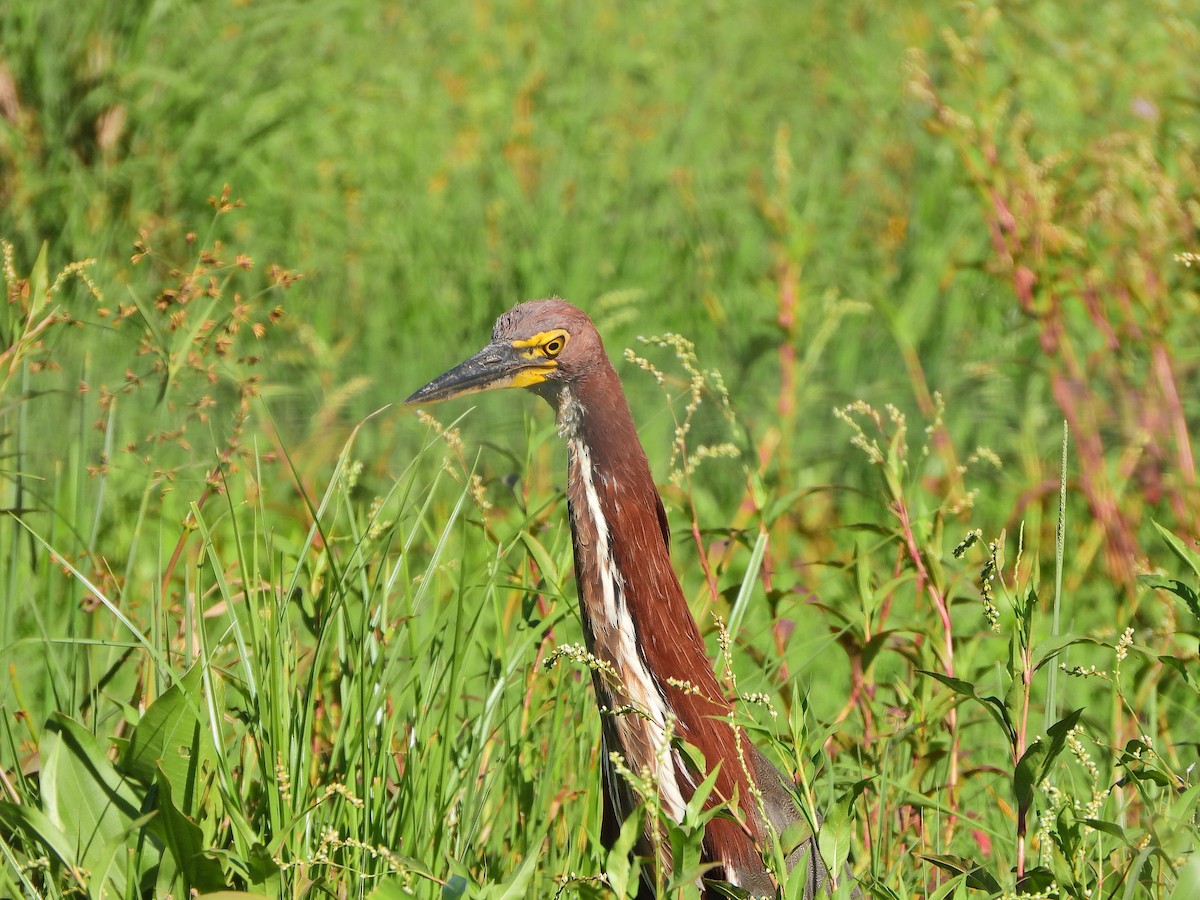 Rufescent Tiger-Heron - ML645751423