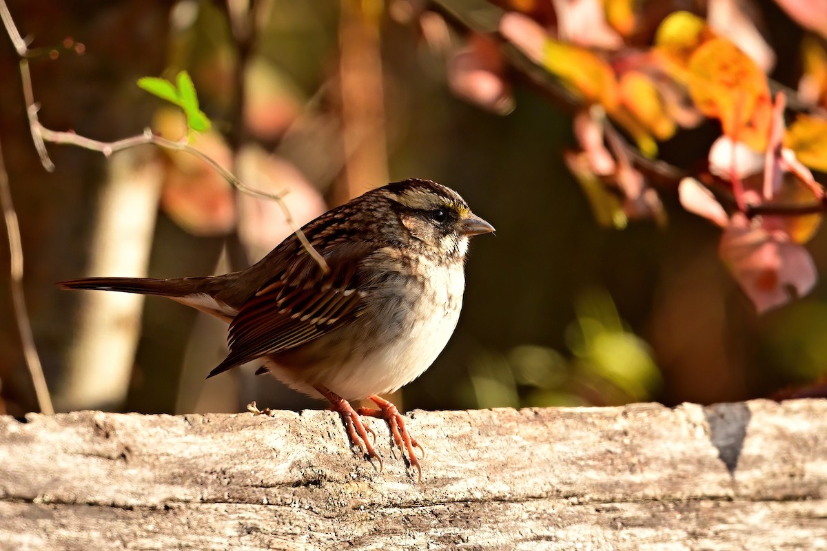 White-throated Sparrow - ML645751424