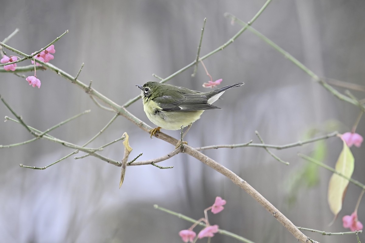 Black-throated Blue Warbler - ML645751425