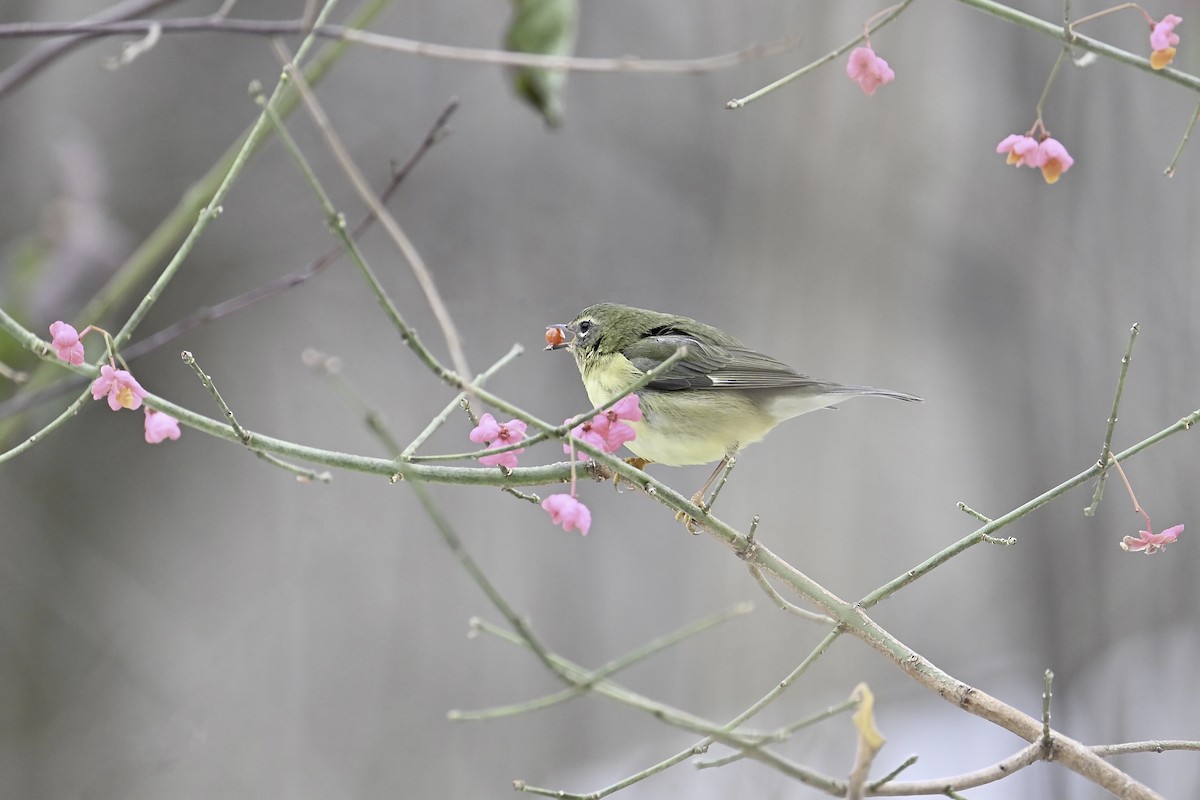 Black-throated Blue Warbler - ML645751426