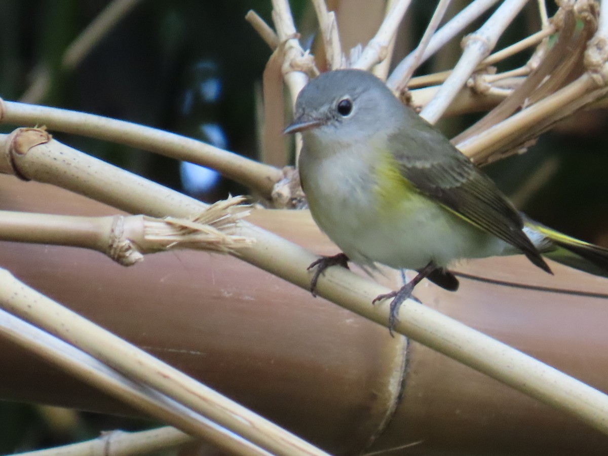 American Redstart - ML645751427