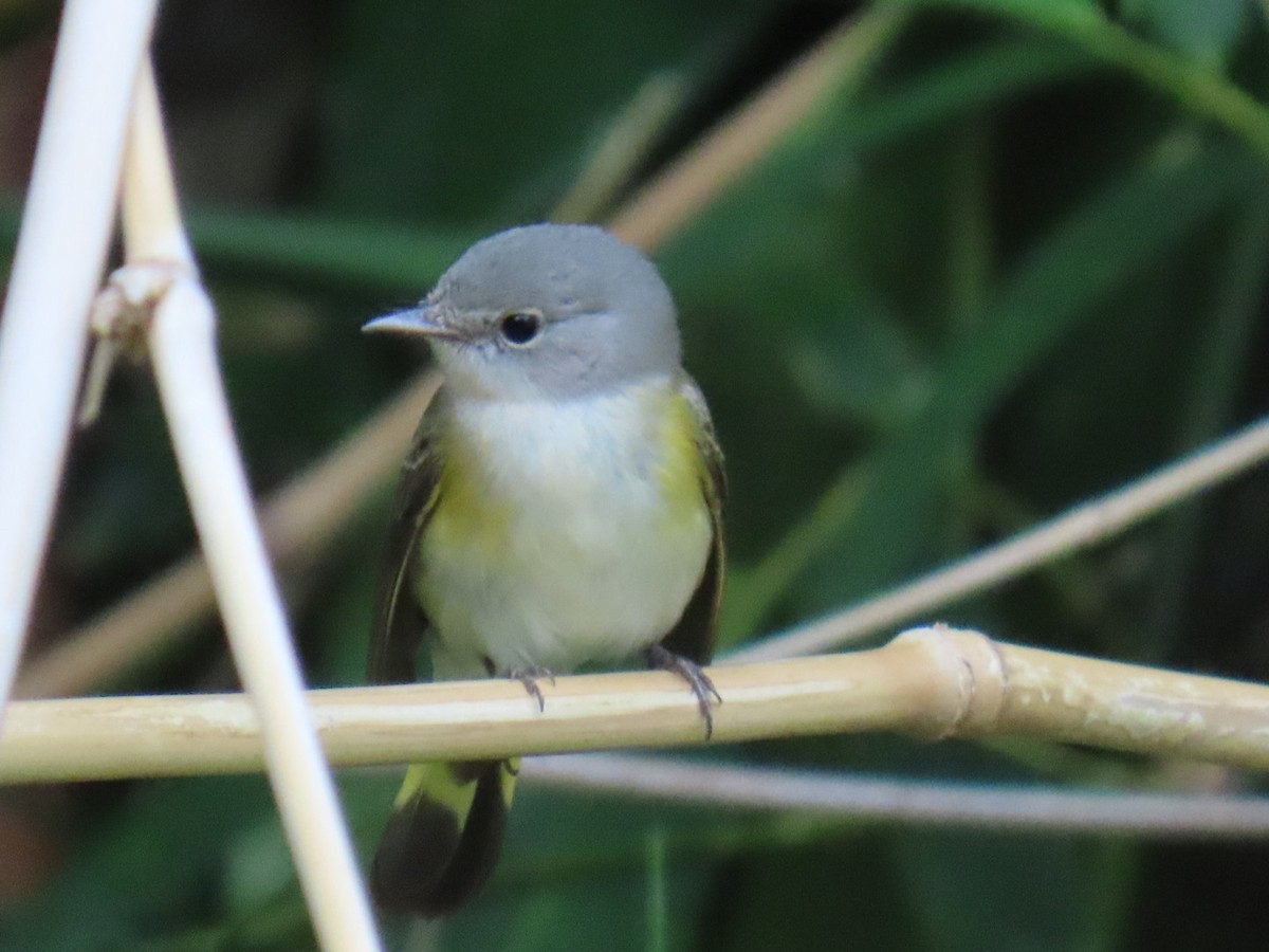 American Redstart - ML645751428