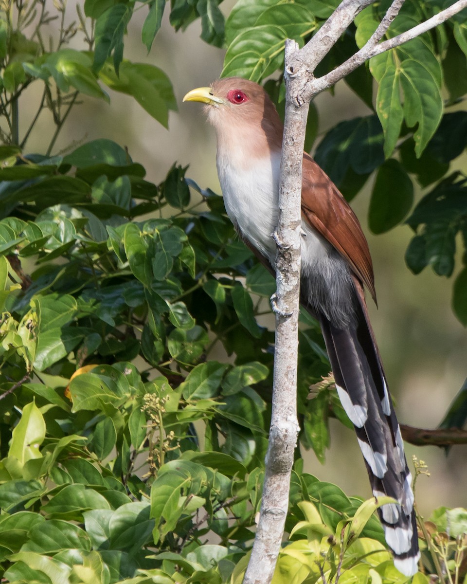 Common Squirrel-Cuckoo - ML645751429