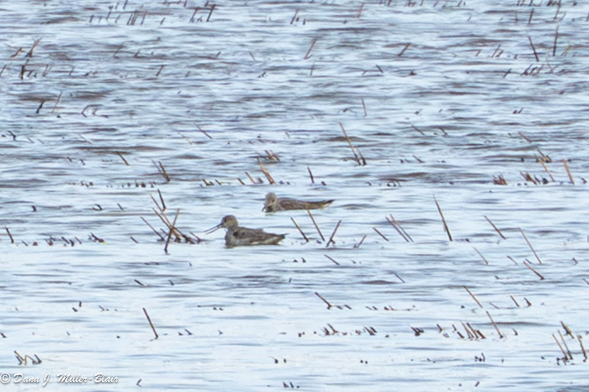 phalarope sp. - ML645751431