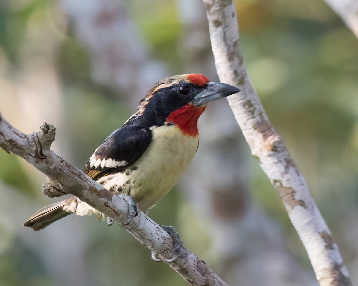 Black-spotted Barbet - ML645751434