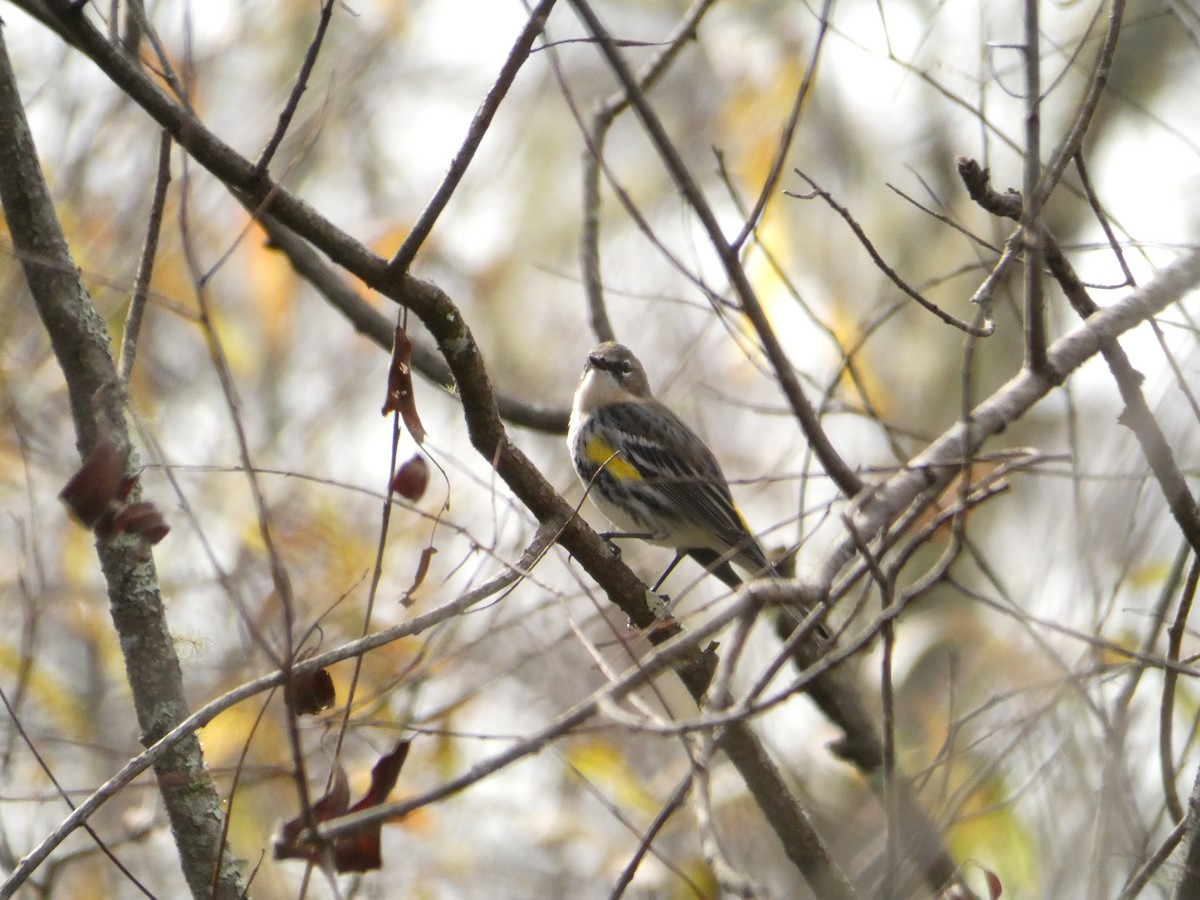Yellow-rumped Warbler - ML645751435