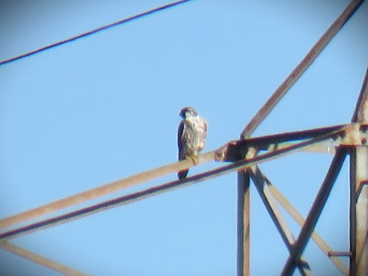 Peregrine Falcon - ML645751436