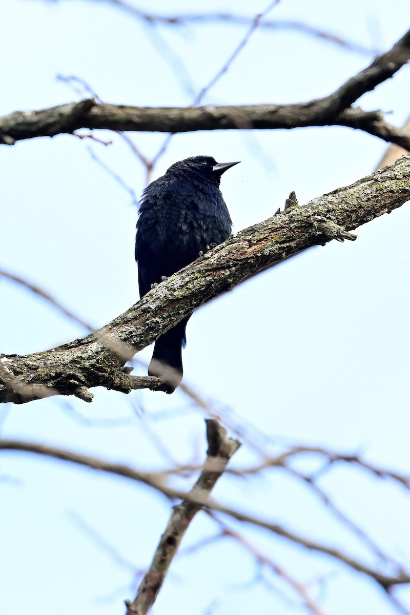 Rusty Blackbird - ML645751437