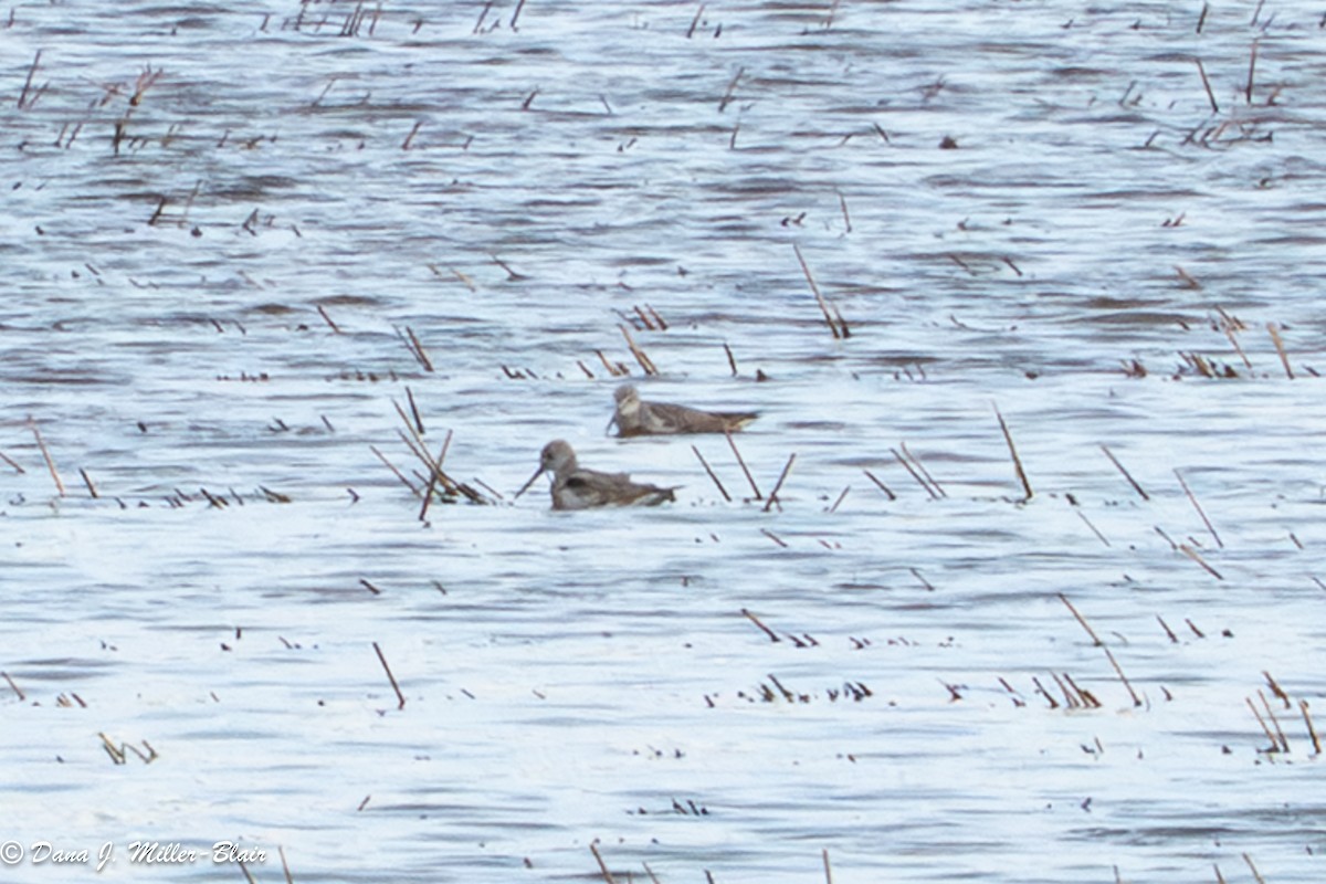 phalarope sp. - ML645751438