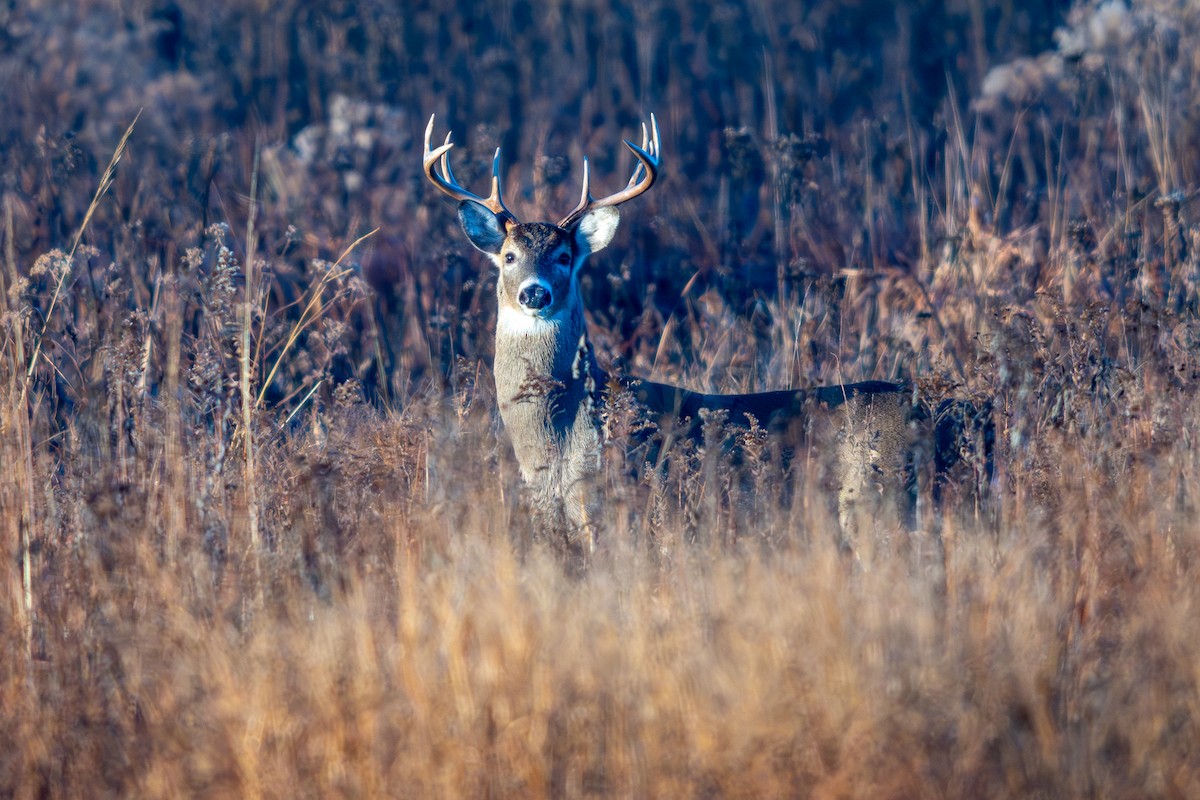 White-tailed Deer - ML645751439