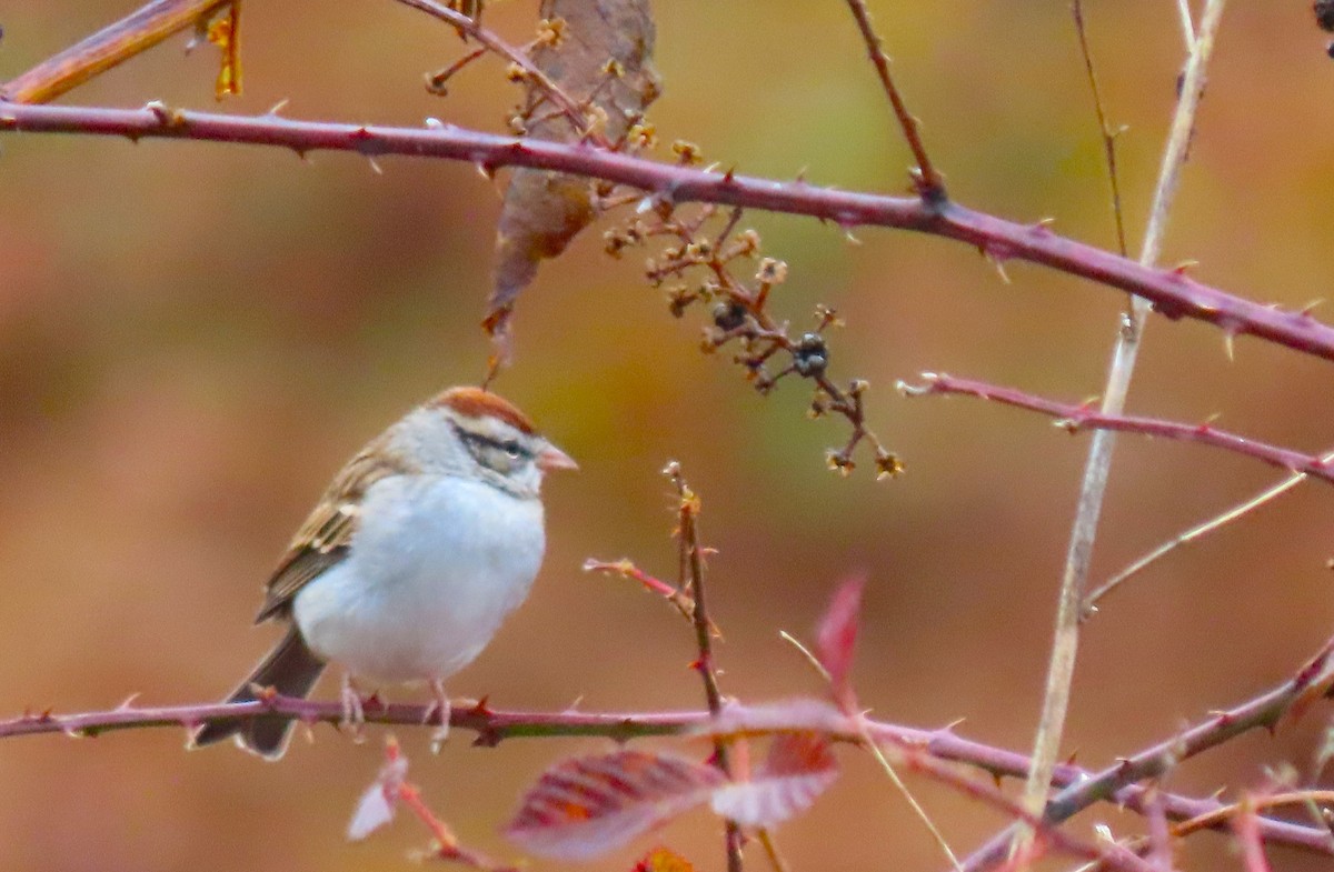 Chipping Sparrow - ML645751440