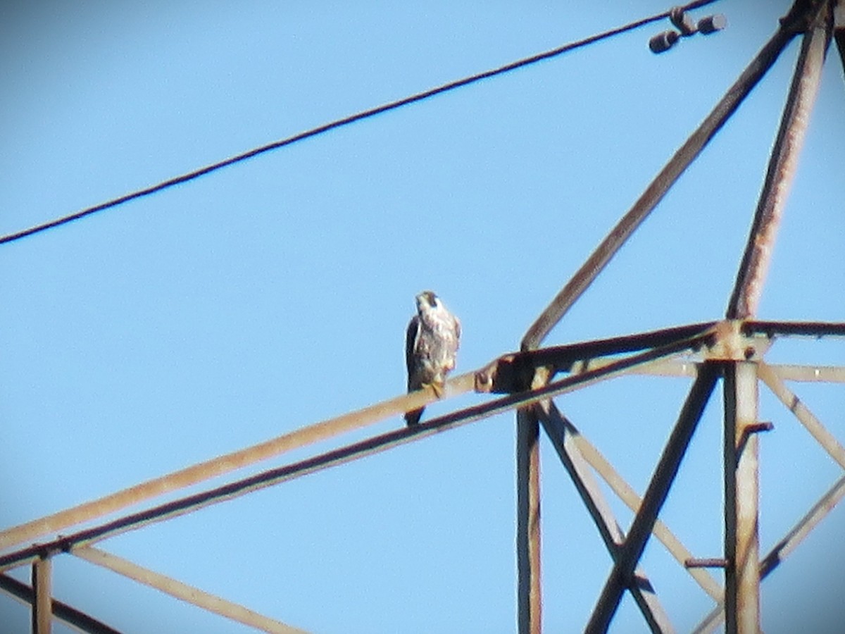 Peregrine Falcon - ML645751441