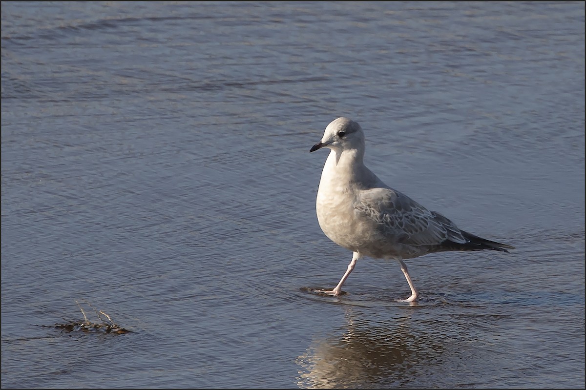 Short-billed Gull - ML645751449