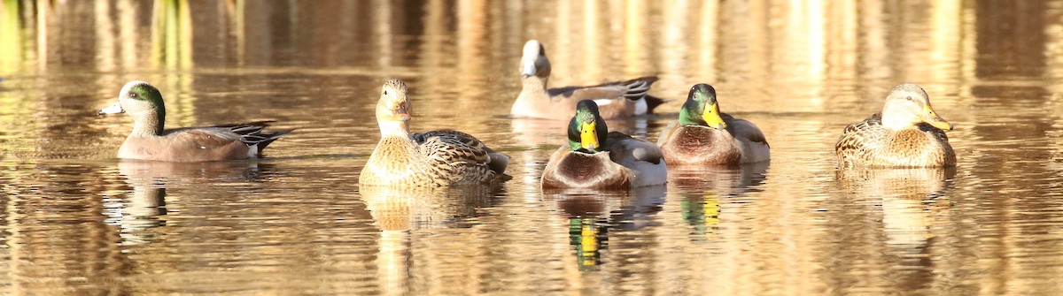 Mallard - ML645751459