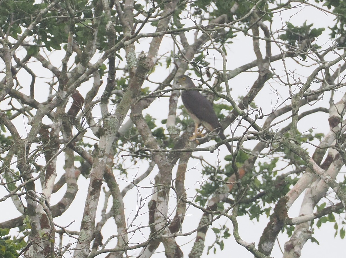 Afrikahabicht - ML645751460