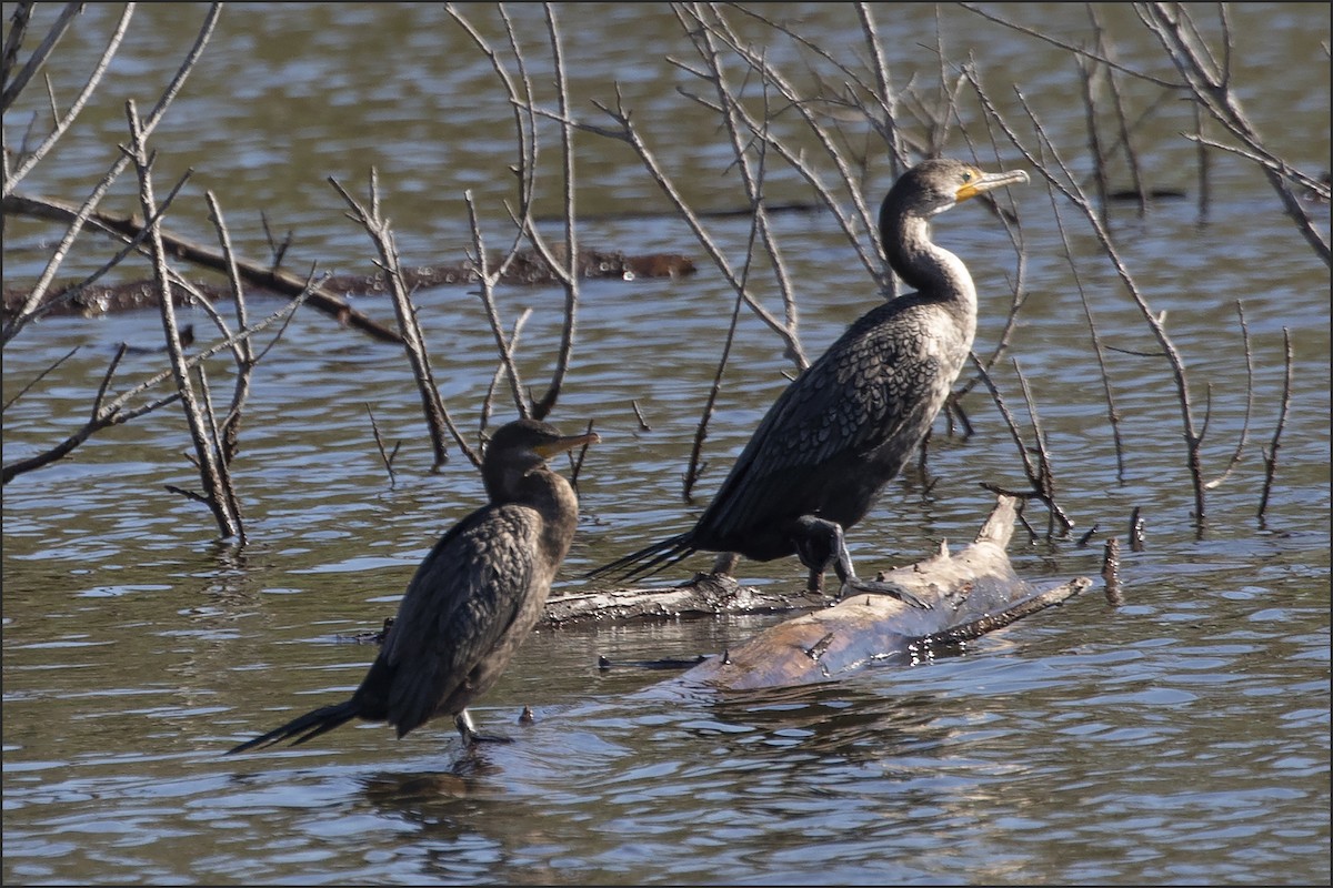Neotropic Cormorant - ML645751463