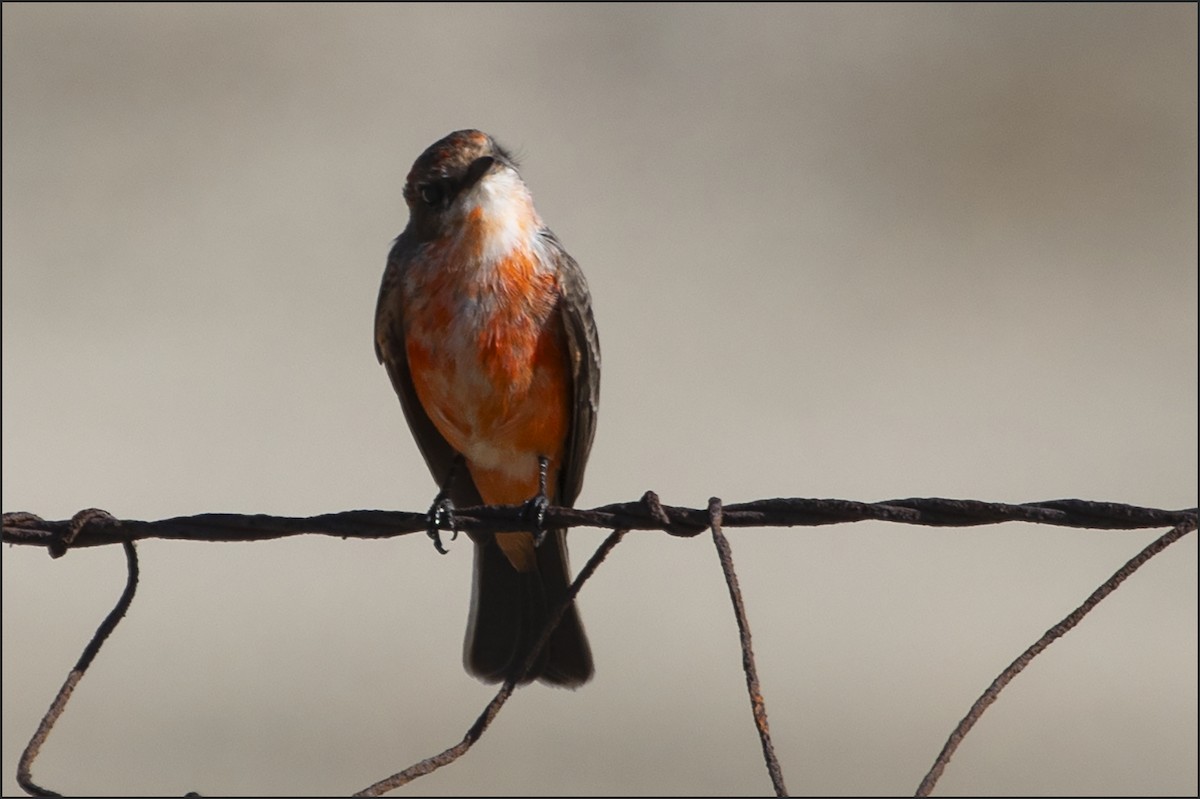 Vermilion Flycatcher - ML645751473