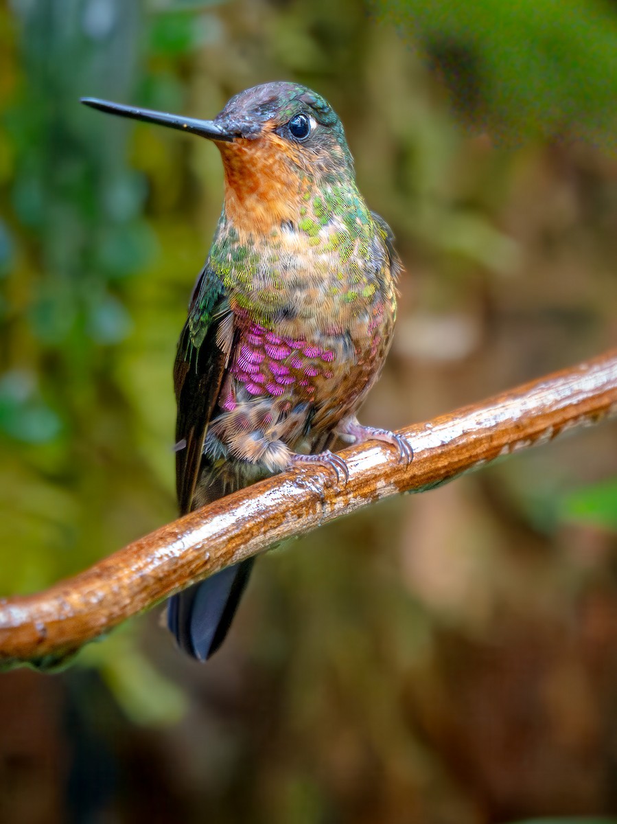 ゴシキインカハチドリ - ML645751474