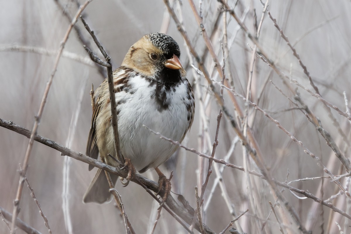 Harrisammer - ML645751486