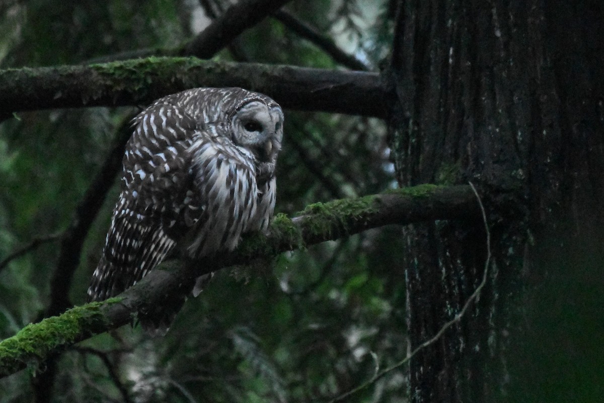 Barred Owl - ML645751492