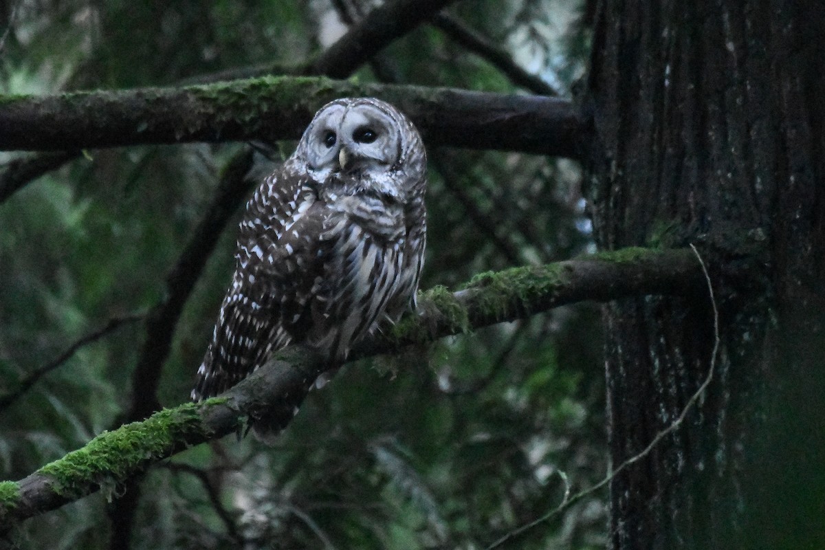 Barred Owl - ML645751493