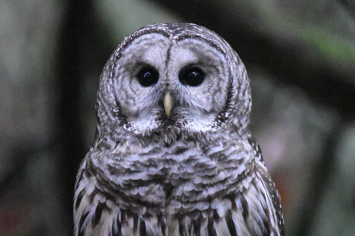 Barred Owl - ML645751494