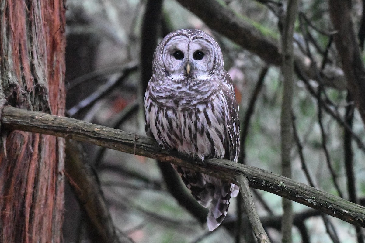 Barred Owl - ML645751495