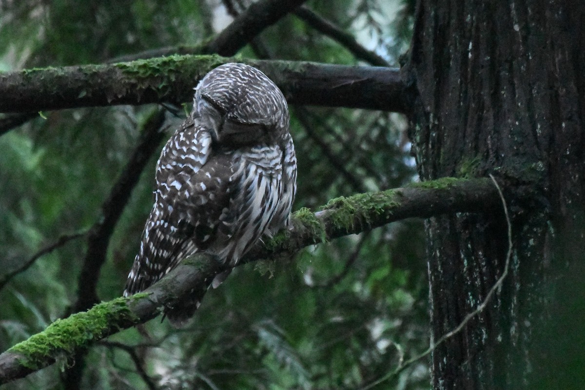 Barred Owl - ML645751496