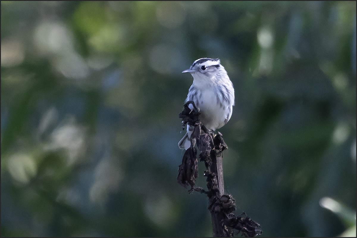 Black-and-white Warbler - ML645751499