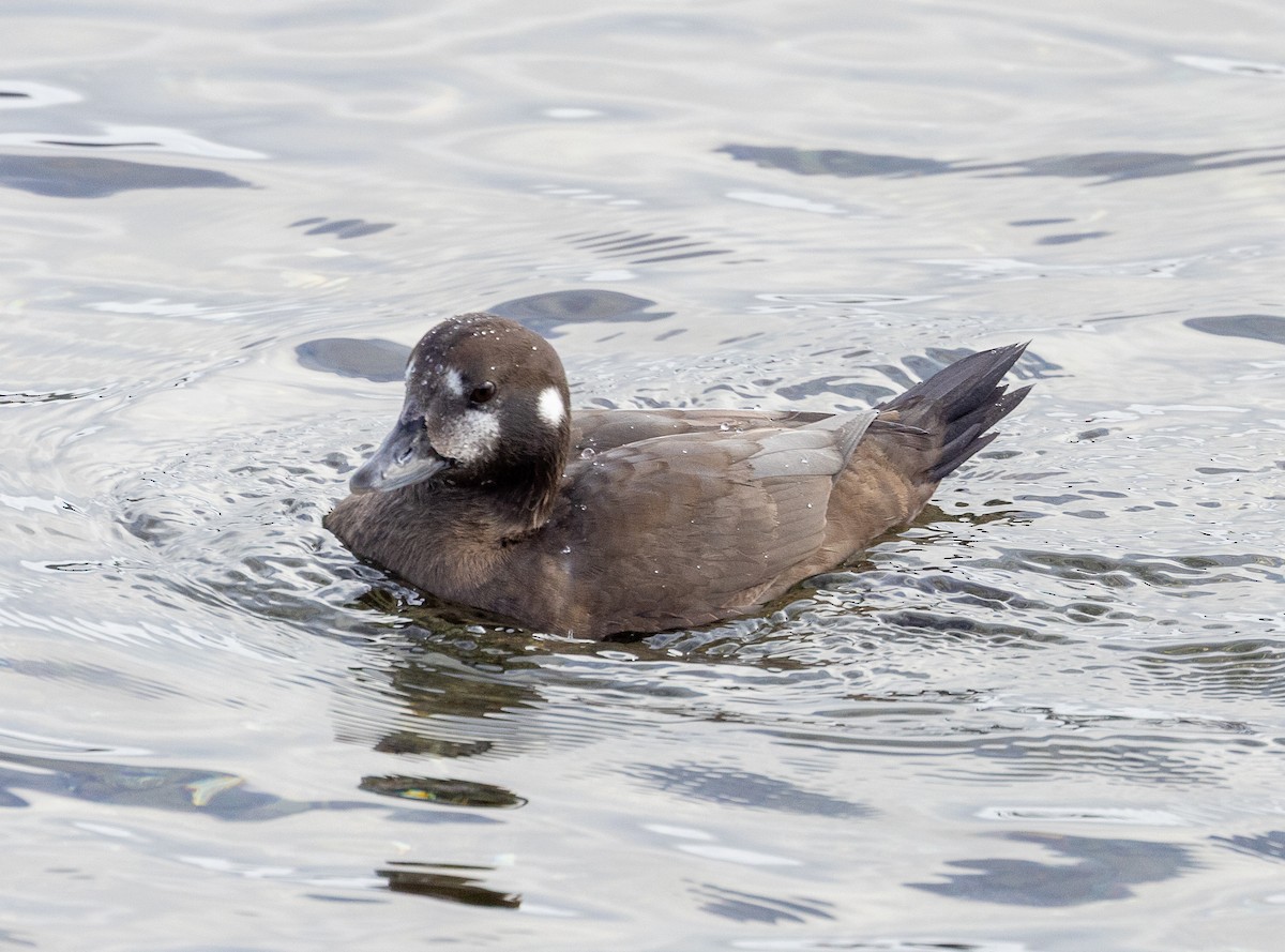 Harlequin Duck - ML645751544