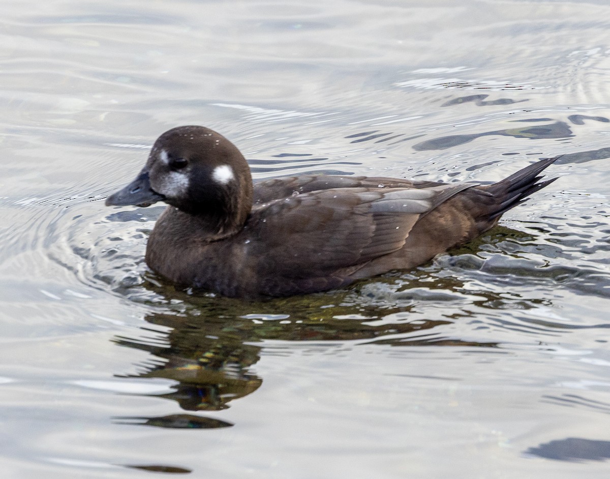 Harlequin Duck - ML645751545