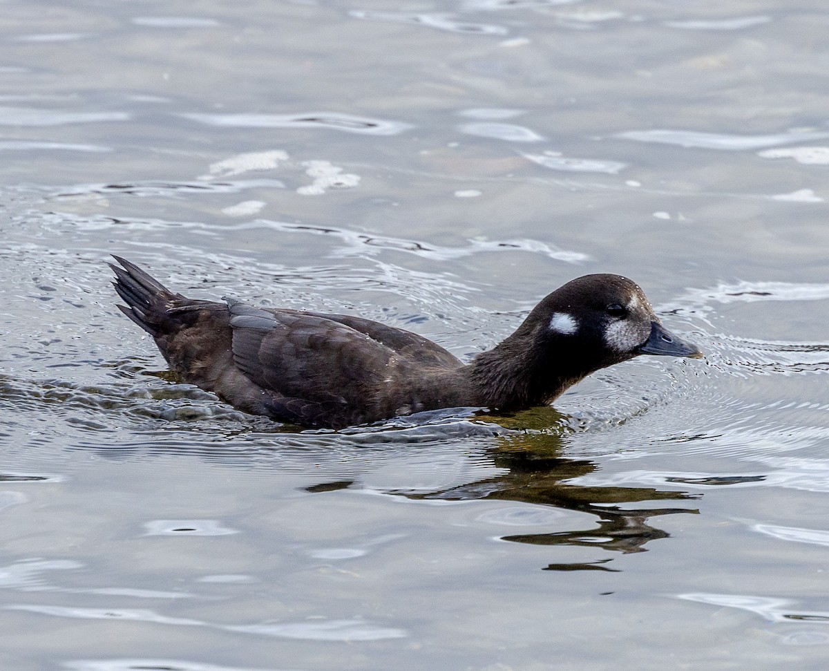 Harlequin Duck - ML645751546