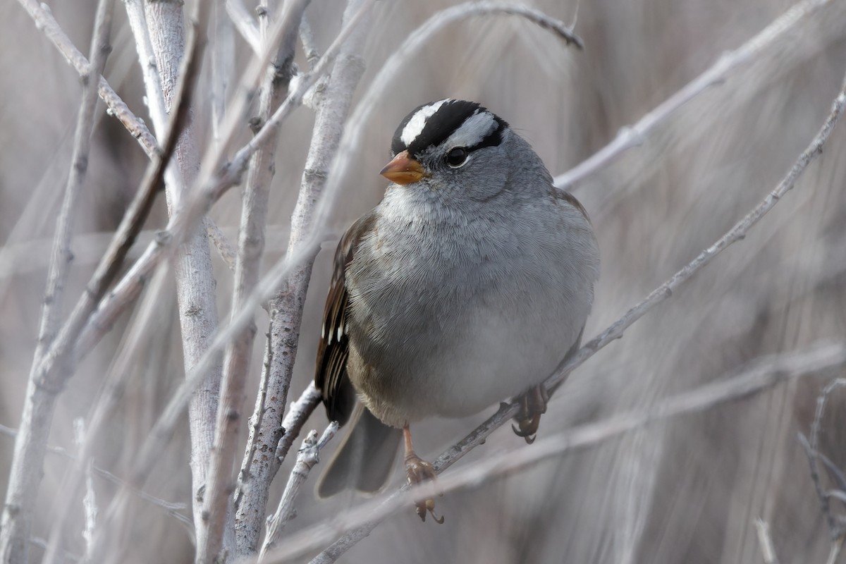 Dachsammer - ML645751562