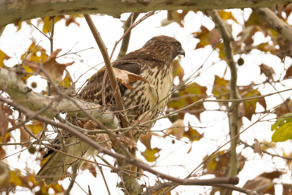 Red-tailed Hawk - ML645751575
