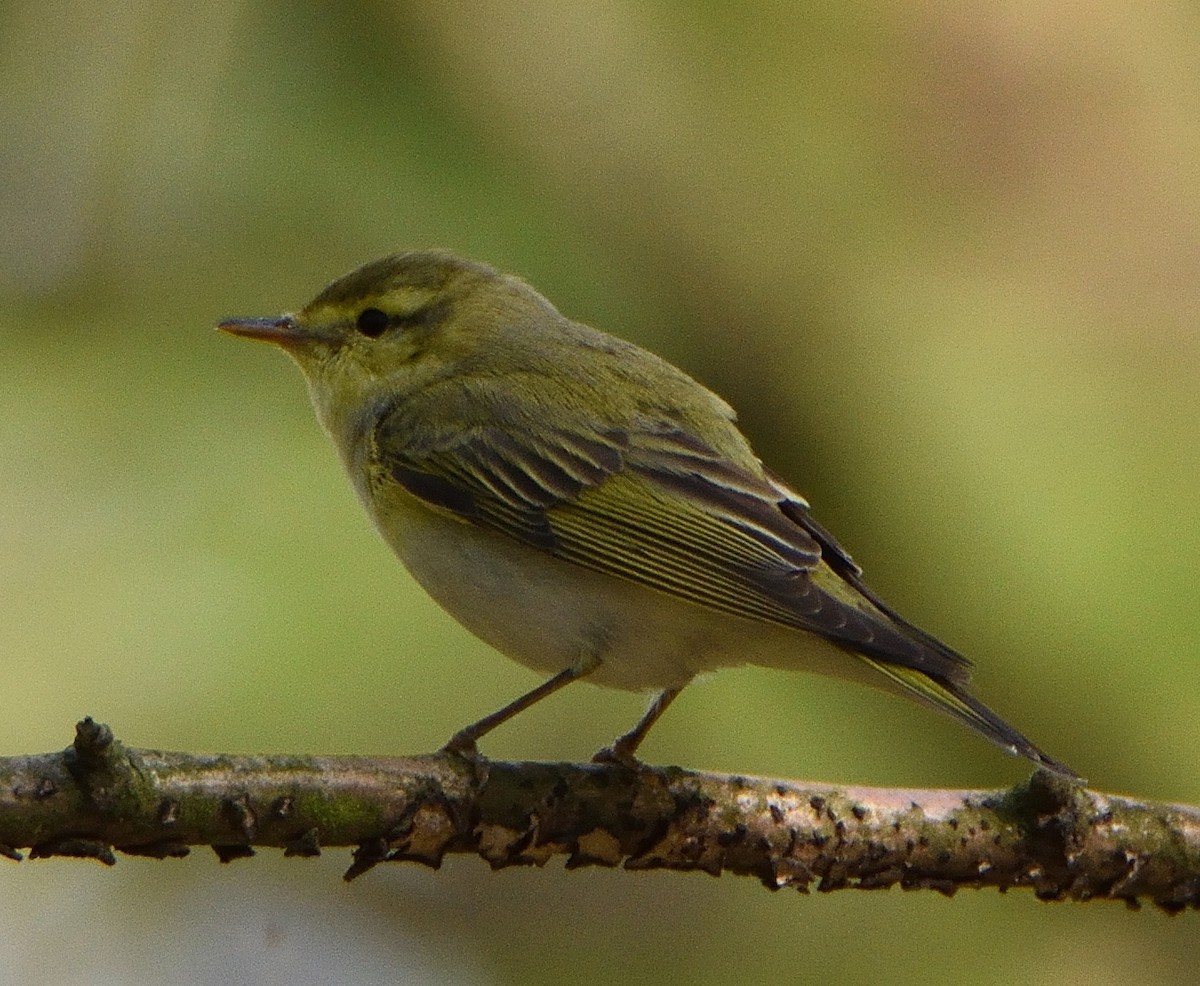 Пеночка-трещотка - ML645751577