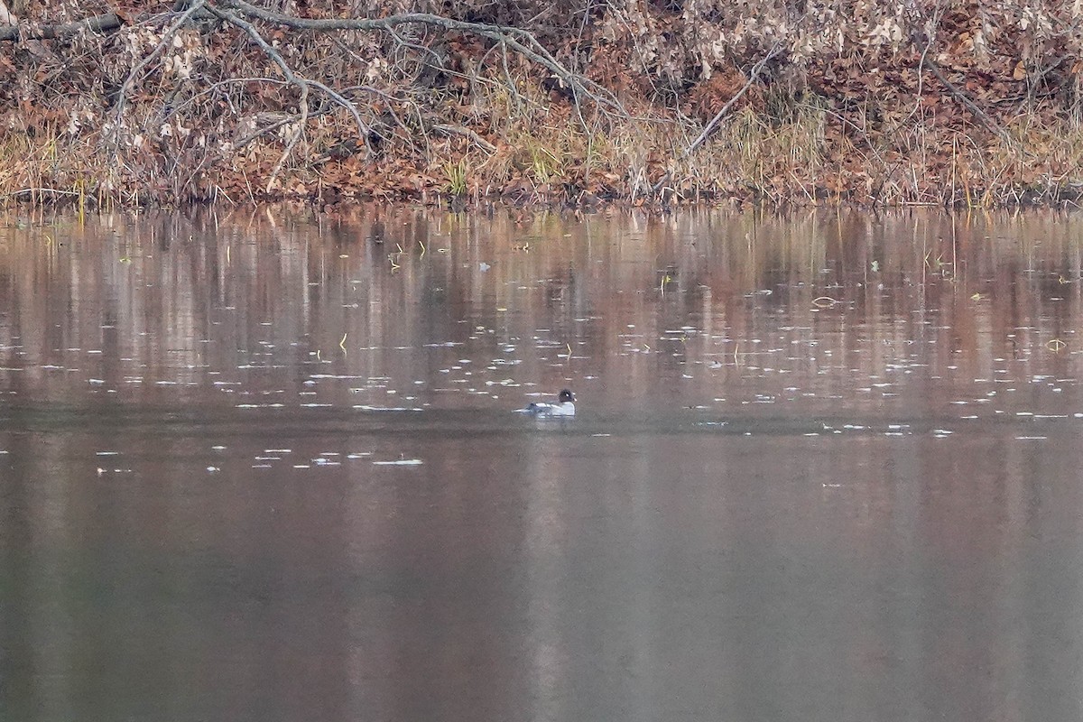 Common Goldeneye - ML645751590