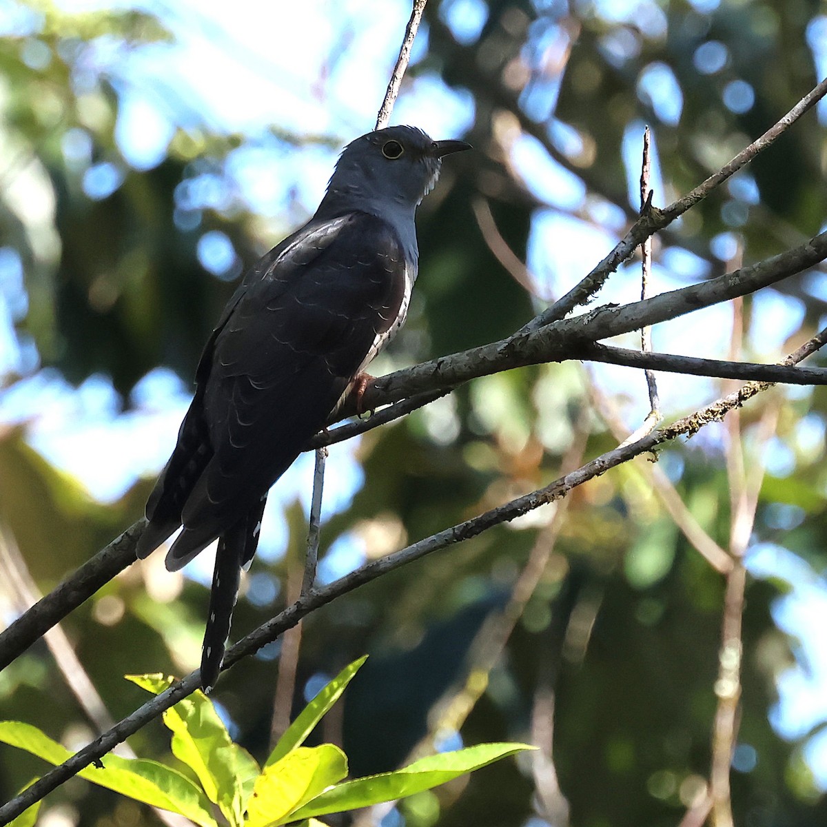 Oriental Cuckoo - ML645751593