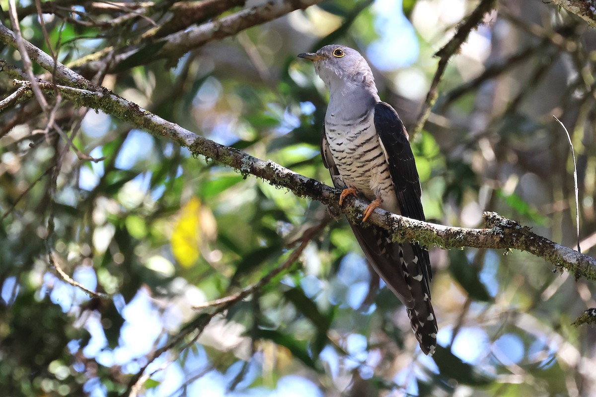 Oriental Cuckoo - ML645751594