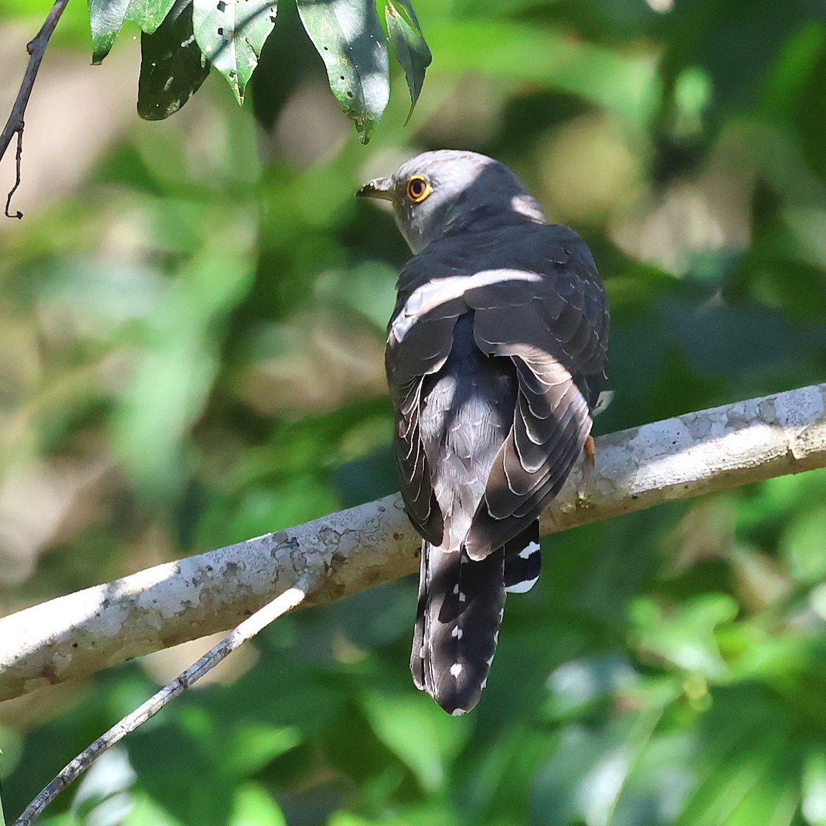 Oriental Cuckoo - ML645751595
