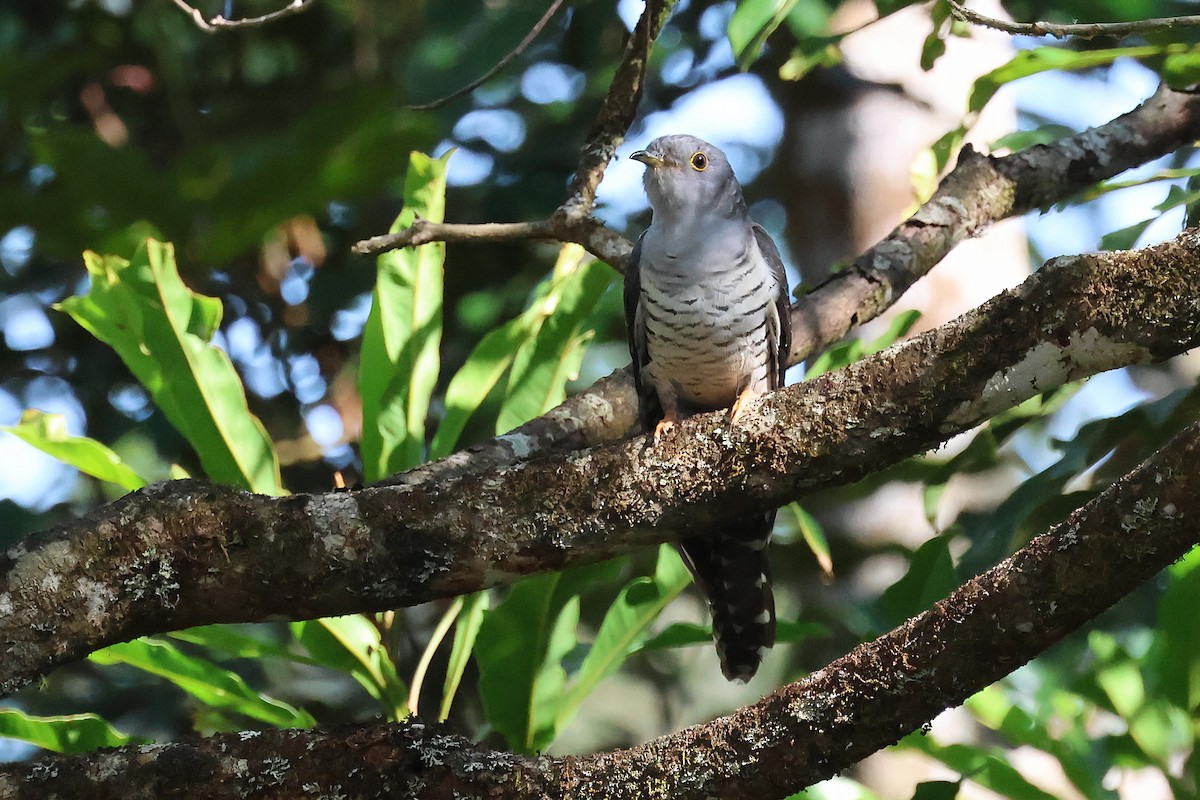 Oriental Cuckoo - ML645751596