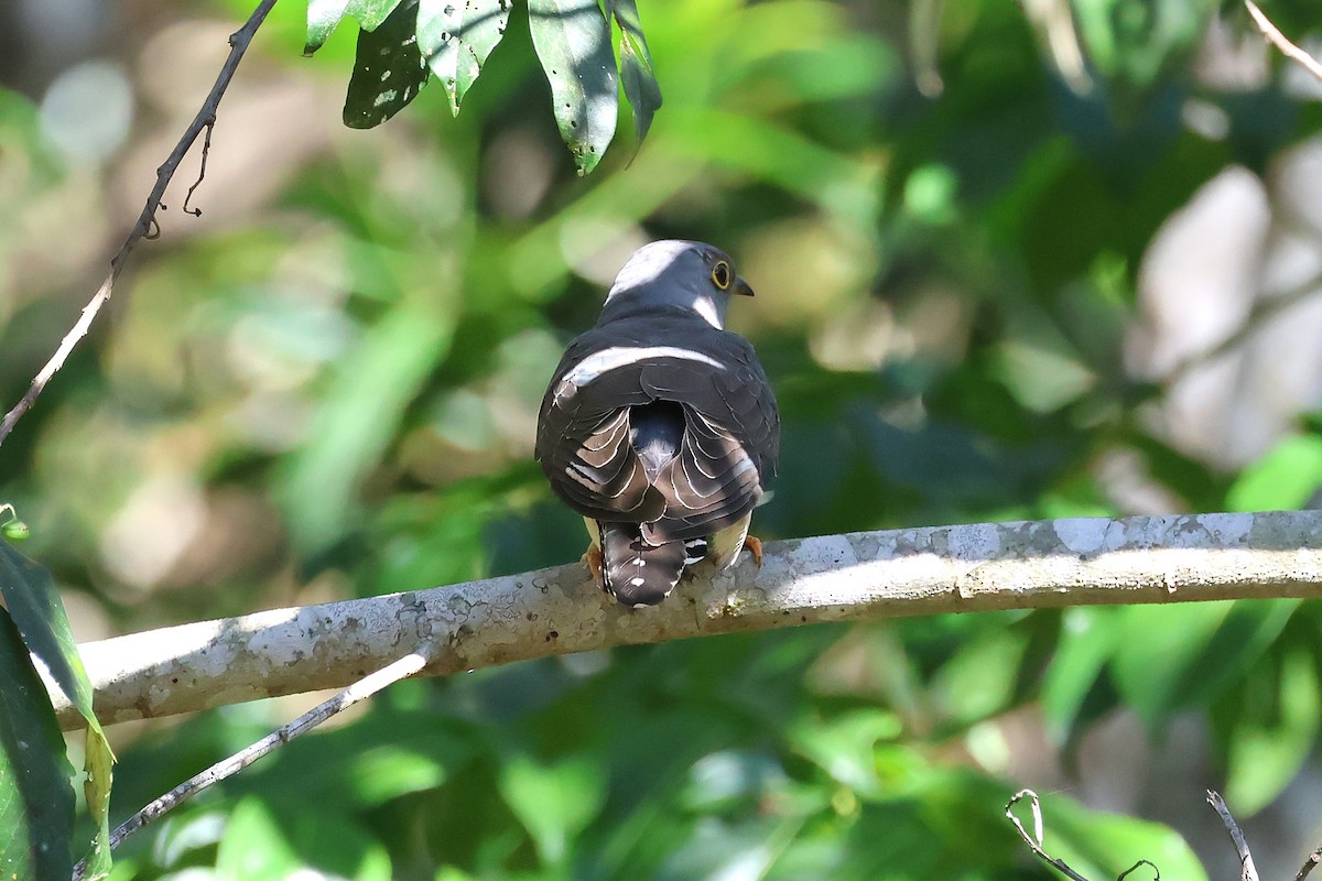 Oriental Cuckoo - ML645751597