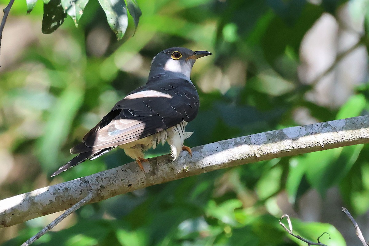 Oriental Cuckoo - ML645751598
