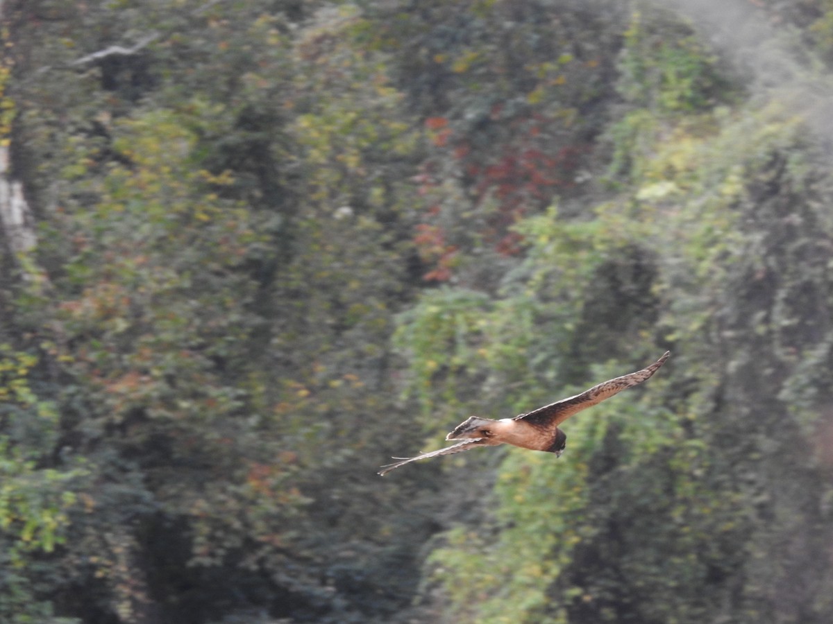 Northern Harrier - ML645751608