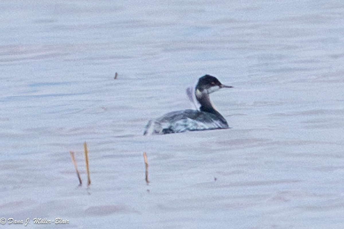 Eared Grebe - ML645751611
