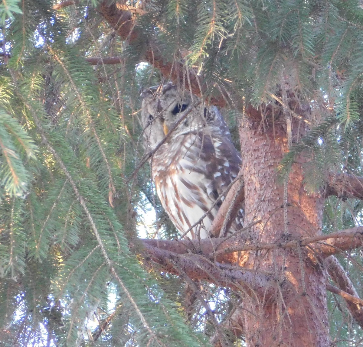Barred Owl - ML645751613